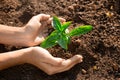 Fresh young plant growth in soil in hand. Plant,tree as symbol of start new life, care about nurture and environmental