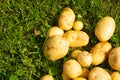 Fresh young potato lies on the grass. healthy eating. vegetarian food. vegetables from the garden