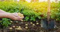 Fresh young potatoes in the hands of a farmer on the background of agricultural potato plantations. Harvesting agriculture crops. Royalty Free Stock Photo