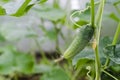 Fresh young prickly cucumber gherkin growing in a greenhouse on a branch. flowering vegetable. fresh harvest. Royalty Free Stock Photo