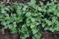 Fresh young radish greens grew out of the ground. Sampling focus Royalty Free Stock Photo