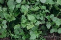 Fresh young radish greens grew out of the ground. Sampling focus Royalty Free Stock Photo