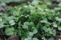 Fresh young radish greens grew out of the ground. Sampling focus Royalty Free Stock Photo