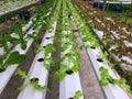 Fresh and young Red and green oak lettuce and green cos lettuce inside water white tray in hydroponic plant. Royalty Free Stock Photo