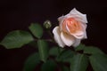 Fresh young rose bud blooming in dark ambience Royalty Free Stock Photo