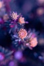 A fresh young shoot on a spruce branch in the blue and purple evening light.