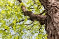 Fresh young spring greens on a tree, natural background and text Royalty Free Stock Photo