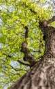 Fresh young spring greens on a tree, natural background and text Royalty Free Stock Photo