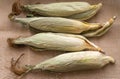 Fresh young sweet corn on the cob with husks, close-up. Freshly picked corn cobs Golden corn kernels. food market Royalty Free Stock Photo