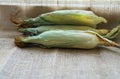 Fresh young sweet corn on the cob with husks, close-up. Freshly picked corn cobs Golden corn kernels. food market Royalty Free Stock Photo