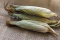 Fresh young sweet corn on the cob with husks, close-up. Freshly picked corn cobs Golden corn kernels. food market Royalty Free Stock Photo