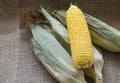 Fresh young sweet corn on the cob with husks, close-up. Freshly picked corn cobs Golden corn kernels. food market. rustic style Royalty Free Stock Photo