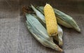 Fresh young sweet corn on the cob with husks, close-up. Freshly picked corn cobs Golden corn kernels. food market Royalty Free Stock Photo