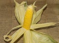 the peeled ear of corn with leaves Royalty Free Stock Photo