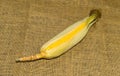 Fresh young sweet corn on the cob with husks, close-up. Freshly picked corn cobs Golden corn kernels. food market. rustic style Royalty Free Stock Photo