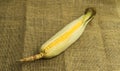 Fresh young sweet corn on the cob with husks, close-up. Freshly picked corn cobs Golden corn kernels. food market Royalty Free Stock Photo