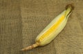 Fresh young sweet corn on the cob with husks, close-up. Freshly picked corn cobs Golden corn kernels. food market Royalty Free Stock Photo