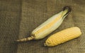 Fresh sweet corn on the cob with husks, close-up. Freshly picked corn cobs Golden corn kernels. food market Royalty Free Stock Photo