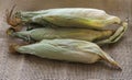 Fresh young sweet corn on the cob with husks, close-up. Freshly picked corn cobs Golden corn kernels. food market Royalty Free Stock Photo