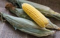 Fresh young sweet corn on the cob with husks, close-up. Freshly picked corn cobs Golden corn kernels. food market Royalty Free Stock Photo