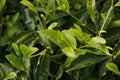 fresh young tea leaves in a mountain farm in munnar kerala close up