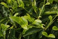 fresh young tea leaves in a mountain farm in munnar kerala close up