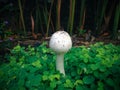 Young Tiny Wild White Mushroom Of Macrolepiota Procera Or Parasol Mushroom Grows Between Leaves Of Creeping Tick Trefoil