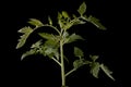 Fresh young tomato plant isolated Royalty Free Stock Photo