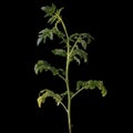 Fresh young tomato plant isolated Royalty Free Stock Photo