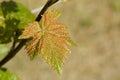 Vine leave in spring Royalty Free Stock Photo