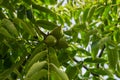 Fresh young walnut fruits on a tree in the garden Royalty Free Stock Photo