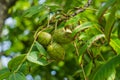Fresh young walnut fruits on a tree in the garden Royalty Free Stock Photo