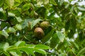 Fresh young walnut fruits on a tree in the garden Royalty Free Stock Photo