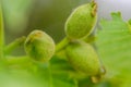 Fresh young walnut fruits on a tree in the garden Royalty Free Stock Photo