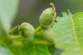 Fresh young walnut fruits on a tree in the garden Royalty Free Stock Photo