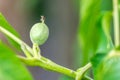 Fresh young walnut fruits on a tree in the garden Royalty Free Stock Photo