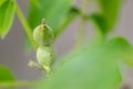 Fresh young walnut fruits on a tree in the garden Royalty Free Stock Photo