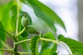 Fresh young walnut fruits on a tree in the garden Royalty Free Stock Photo