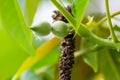 Fresh young walnut fruits on a tree in the garden Royalty Free Stock Photo