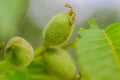 Fresh young walnut fruits on a tree in the garden Royalty Free Stock Photo