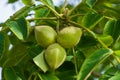 Fresh young walnut fruits on a tree in the garden Royalty Free Stock Photo