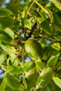 Fresh young walnut fruits on a tree in the garden Royalty Free Stock Photo