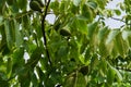 Fresh young walnut fruits on a tree in the garden Royalty Free Stock Photo