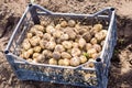 fresh young yellow potatoes in a box on the field close-up, agriculture, farming, vegetables, environmentally friendly product