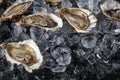 Fresh opened oysters in ice on a black stone textured background. Top view. Close-up shot.