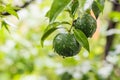 Fresh yuzu or japanese citrus fruit on tree.