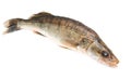 Fresh zander fish on a white background Royalty Free Stock Photo