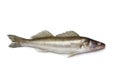 Fresh Zander Royalty Free Stock Photo