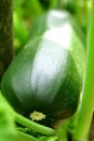 Fresh zucchini Royalty Free Stock Photo