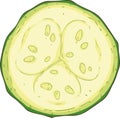 Fresh Zucchini or Courgette in Cross Section